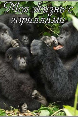 NG. Моя жизнь с гориллами - смотреть онлайн