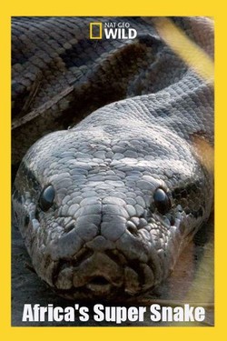 Nat Geo Wild: Африканская суперзмея - смотреть онлайн