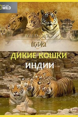 Дикие кошки Индии - смотреть онлайн