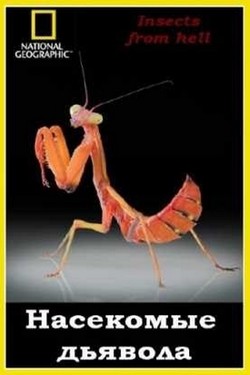 NG: Насекомые дьявола - смотреть онлайн