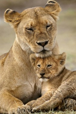 Заботливые мамы - смотреть онлайн